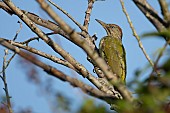 Green woodpecker Picus viridis juvenile bird in a garden hedgerow, Suffolk, England, UK, August