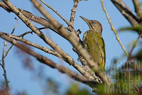 Green_woodpecker_Picus_viridis_juvenile_bird_in_a_garden_hedgerow_Suffolk_England_UK_August