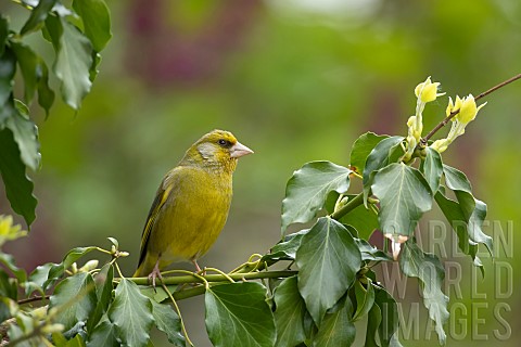 Greenfinch_Chloris_chloris_adult_male_bird_perched_in_an_ivy_tree_Suffolk_UK_May
