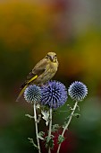 Greenfinch Chloris chloris juvenile bird on a Globe thistle Echinops ritro flower head, Suffolk, England, UK, August