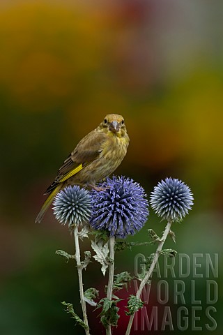 Greenfinch_Chloris_chloris_juvenile_bird_on_a_Globe_thistle_Echinops_ritro_flower_head_Suffolk_Engla