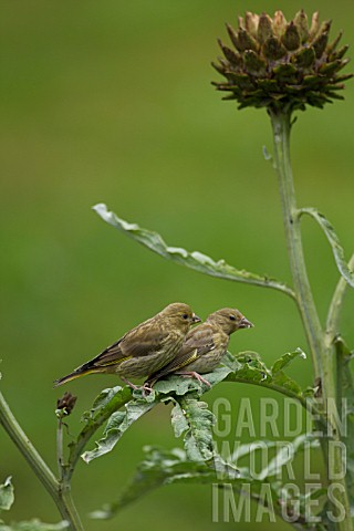 GREENFINCH_CARDUELIS_CHLORIS_TWO_YOUNG_BIRDS_PERCHED_ON_CYNARA_CARDUNCULUS