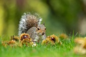 Grey squirrel Sciurus carolinensis adult searching for food in a woodland, Suffolk, UK, October