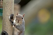 Grey squirrel Sciurus carolinensis adult feeding from a garden bird seed feeder, Suffolk, UK, May