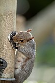 Grey squirrel Sciurus carolinensis adult feeding from a garden bird seed feeder, Suffolk, UK, May