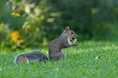 Grey squirrel Sciurus carolinensis adult feeding on a hazelnut on garden lawn, Suffolk, England, UK, September