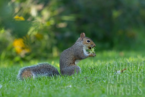 Grey_squirrel_Sciurus_carolinensis_adult_feeding_on_a_hazelnut_on_garden_lawn_Suffolk_England_UK_Sep