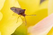 Hawthorn shieldbug Acanthosoma haemorrhoidale on a garden Begonia flower, Suffolk, England, UK, September