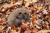 European hedgehog Erinaceus europaeus adult amongst fallen autumn leaves in a garden, Suffolk, England, United Kingdom