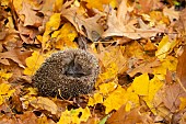 Hedgehog Erinaceus europaeus adult curled up on fallen autumn leaves, Suffolk, UK, November