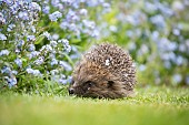 European hedgehog Erinaceus europaeus adult walking across a garden lawn next to a flower border with flowering Forget-Me-Nots in the Spring, Suffolk, England, United Kingdom