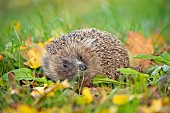 European hedgehog Erinaceus europaeus adult amongst fallen leaves on a garden lawn, Suffolk, England, United Kingdom