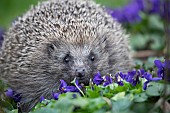 European hedgehog Erinaceus europaeus adult walking over flowering Violets in a garden, Suffolk, England, United Kingdom