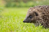 European hedgehog Erinaceus europaeus adult walking across a garden lawn, Suffolk, England, United Kingdom