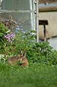 BROWN HARE LEVERET FEEDING IN A GARDEN