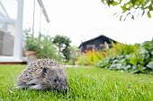 European hedgehog Erinaceus europaeus adult walking across a garden lawn, Suffolk, England, United Kingdom