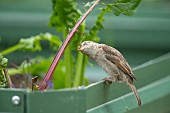 House sparrow Passer domesticus adult female bird feeding on a Swiss chard plant in a garden raised bed, Suffolk, England, UK, June