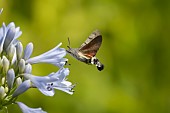 Hummingbird hawk-moth Macroglossum stellatarum feeding on a garden Agapanthus flower, Suffolk, England, UK, August