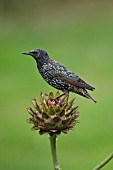 STARLING ON A CYNARA CARDUNCULUS