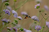 Hummingbird hawk-moth Macroglossum stellatarum feeding in flight on a Field scabious Knautia arvensis flower, Suffolk, England, UK, July