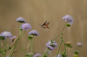 Hummingbird hawk-moth Macroglossum stellatarum feeding in flight on a Field scabious Knautia arvensis flower, Suffolk, England, UK, July