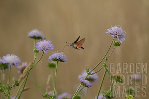 Hummingbird_hawkmoth_Macroglossum_stellatarum_feeding_in_flight_on_a_Field_scabious_Knautia_arvensis