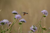 Hummingbird hawk-moth Macroglossum stellatarum feeding in flight on a Field scabious Knautia arvensis flower, Suffolk, England, UK, July