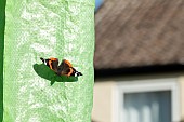 Red admiral butterfly Vanessa atalanta warming up on a washing line cover , Suffolk, UK, August