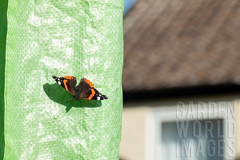 Red_admiral_butterfly_Vanessa_atalanta_warming_up_on_a_washing_line_cover__Suffolk_UK_August