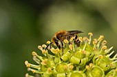 Ivy bee Colletes hederae feeding on a Common ivy Hedera helix flower, Suffolk, England, UK, September