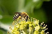 Ivy bee Colletes hederae feeding on a Common ivy Hedera helix flower, Suffolk, England, UK, September