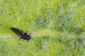 Harlequin ladybird Harmonia axyridis larva and Plum aphids Brachycaudus helichrysi on a Plum tree leaf, Suffolk, England, UK, June