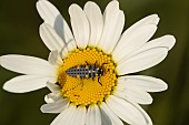 Seven-spot ladybird Coccinella septempunctata larva on an Oxeye daisy Leucanthemum vulgare flower, Suffolk, England, UK, June