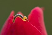 Large rose sawfly Arge ochropus caterpillar feeding on a garden Rose Rosa spp. flower, Suffolk, England, UK, September