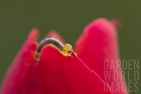 Large_rose_sawfly_Arge_ochropus_caterpillar_feeding_on_a_garden_Rose_Rosa_spp_flower_Suffolk_England