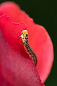 Large rose sawfly Arge ochropus caterpillar feeding on a garden Rose Rosa spp. flower, Suffolk, England, UK, September