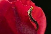 Large rose sawfly Arge ochropus caterpillar feeding on a garden Rose Rosa spp. flower, Suffolk, England, UK, September