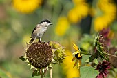 Marsh tit Poecile palustris adult bird on a Sunflower Helianthus spp seed head, Suffolk, England, UK, August