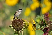 Marsh tit Poecile palustris adult bird on a Sunflower Helianthus spp seed head, Suffolk, England, UK, August