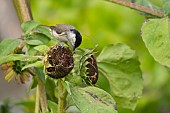 Marsh tit Poecile palustris adult bird on a Sunflower Helianthus spp seed head, Suffolk, England, UK, August