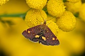 Mint moth Pyrausta aurata feeding on Tansy Tanacetum vulgare flowers, Suffolk, England, UK, August