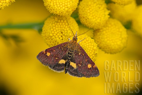Mint_moth_Pyrausta_aurata_feeding_on_Tansy_Tanacetum_vulgare_flowers_Suffolk_England_UK_August