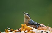 Nuthatch Sitta europaea adult bird on fallen autumn leaves in a woodland, Wales, UK, October