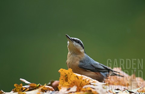 Nuthatch_Sitta_europaea_adult_bird_on_fallen_autumn_leaves_in_a_woodland_Wales_UK_October