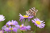 Painted lady butterfly Vanessa cardui feeding on an Aster flower, Norfolk, England, UK, August