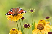 Peacock butterfly Aglais io feeding on a Sneezeweed Helenium autumnale flower, Norfolk, England, UK, August