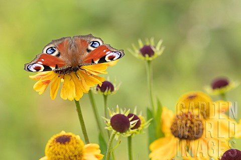 Peacock_butterfly_Aglais_io_feeding_on_a_Sneezeweed_Helenium_autumnale_flower_Norfolk_England_UK_Aug