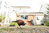 Pheasant Phasianus colchicus adult male bird feeding on a garden patio, Suffolk, England, UK, August