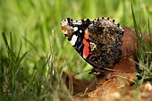 Red admiral butterfly Vanessa atalanta feeding on a fallen apple on a garden lawn, Suffolk, England, UK, September