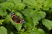 Red admiral butterfly Vanessa atalanta on Stinging or Common nettle Urtica dioica leaves, Suffolk, England, UK, September